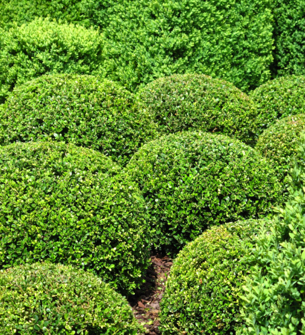 🌳 Voortuin inrichten: 8 voortuin planten die niet mogen ontbreken!