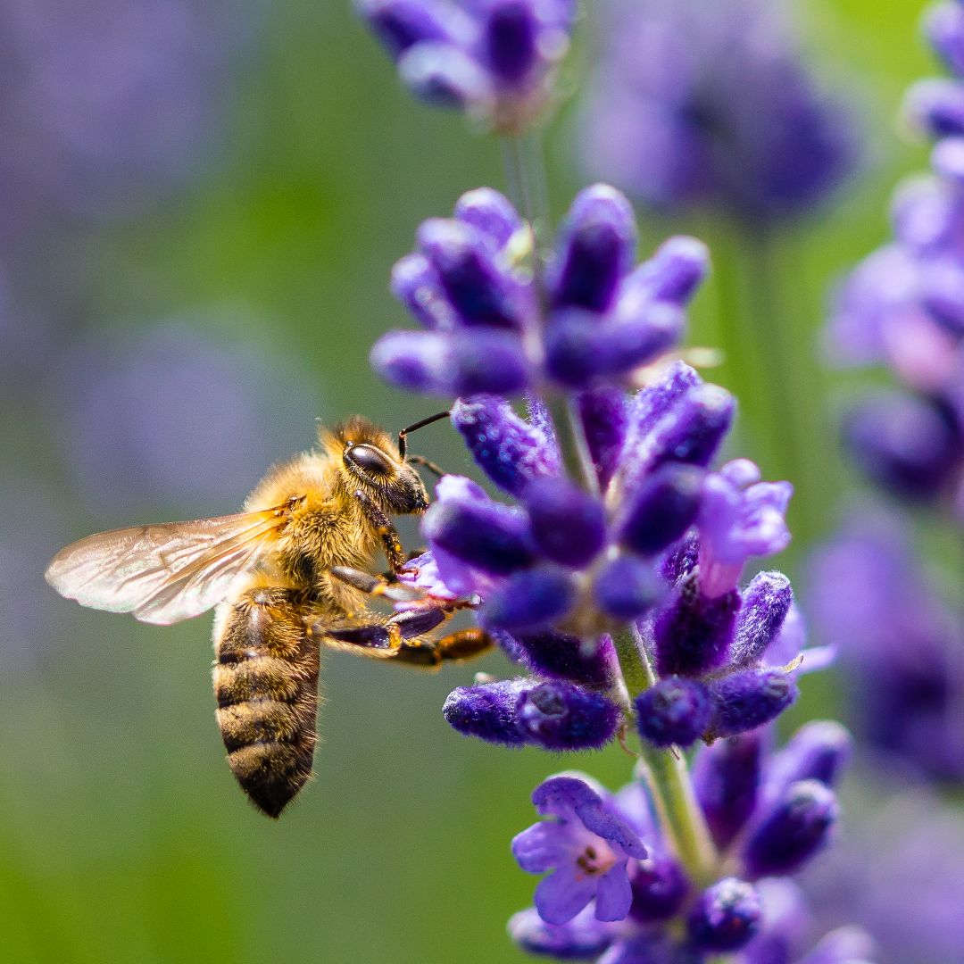 bloemen voor bijen en vlinders