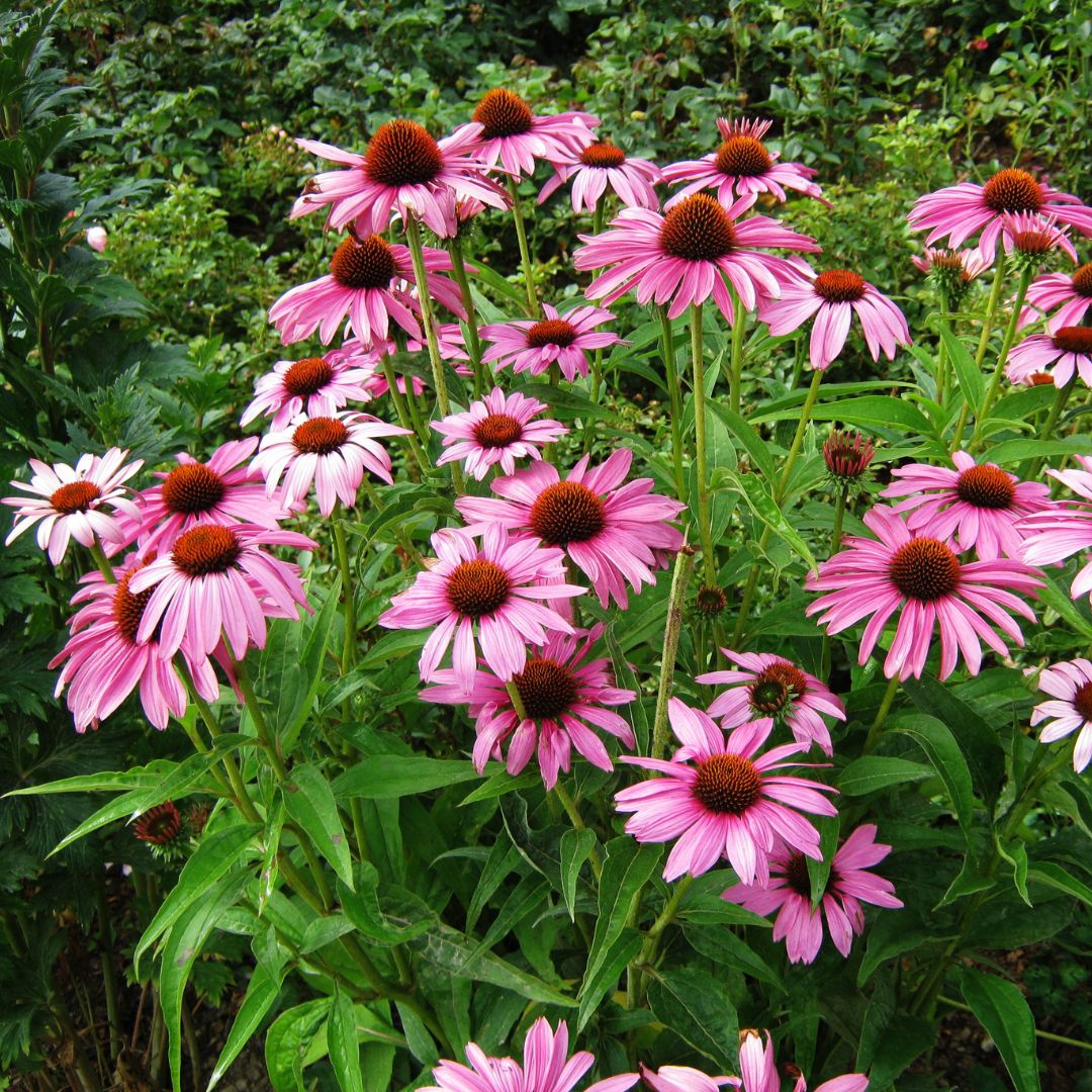 Bloemen voor vlinders en bijen