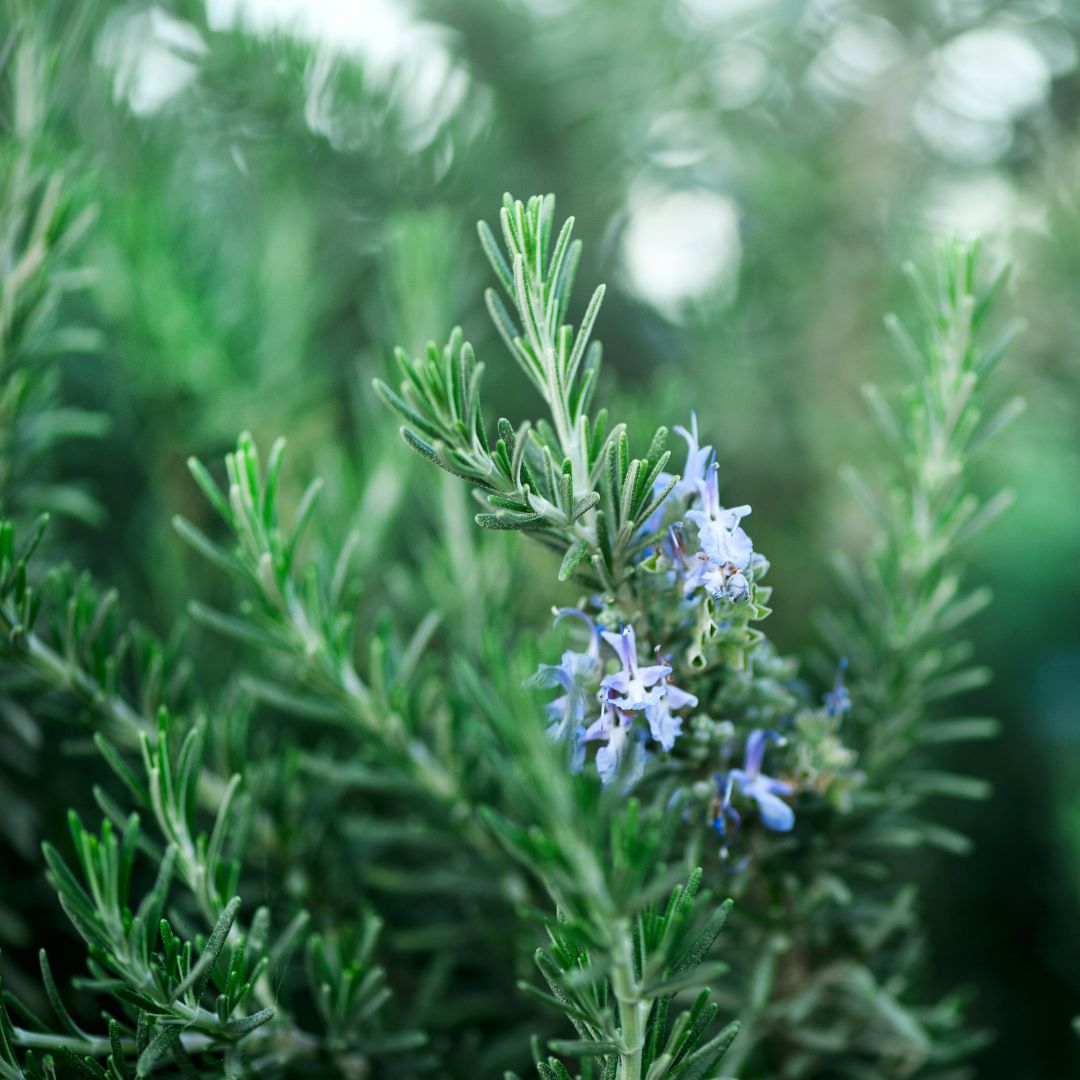 Vlinder en bijen bloemen