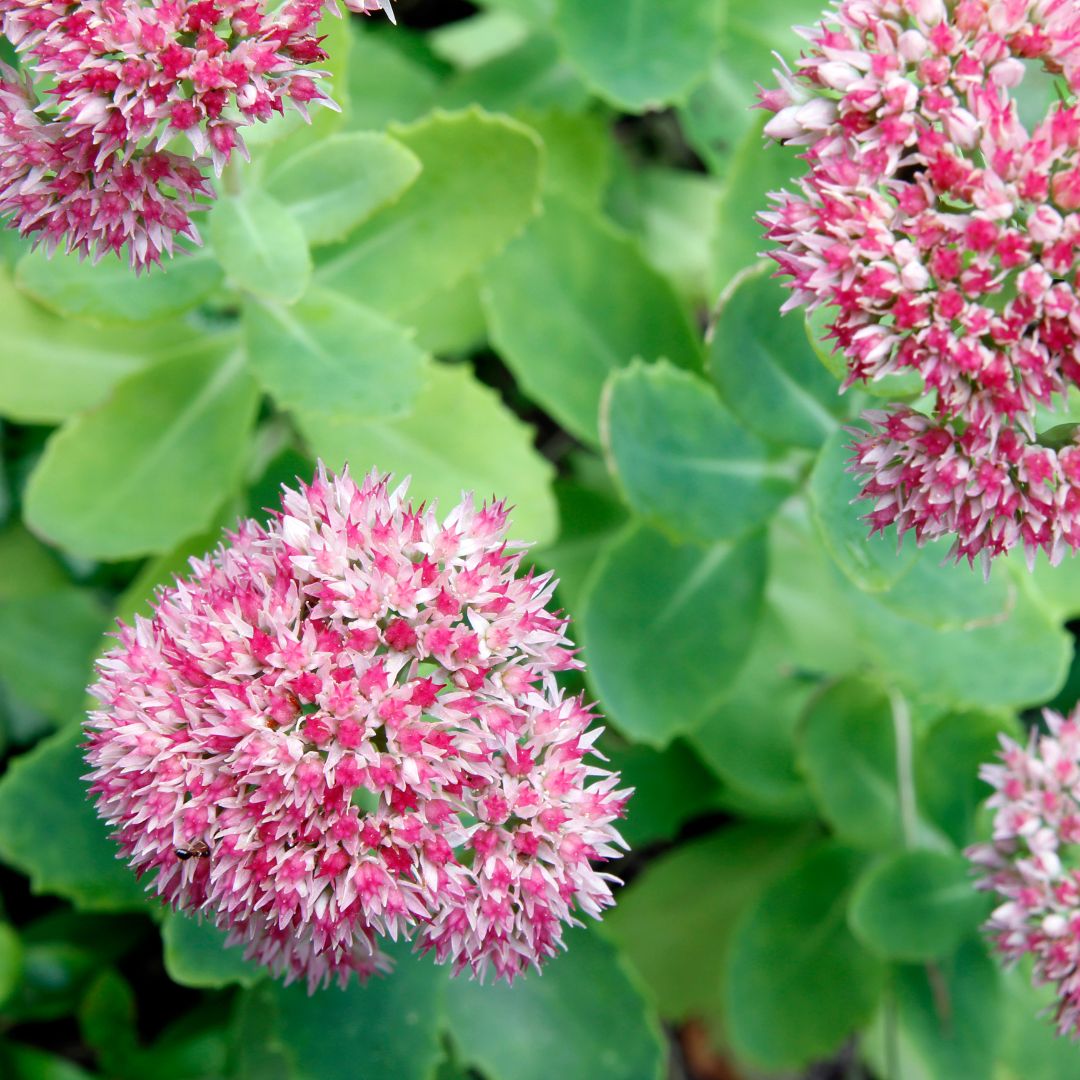 Planten voor bijen en vlinders