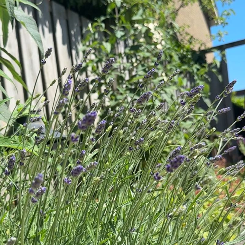 lavendel