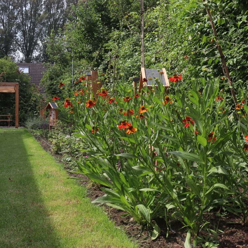 onderhoudsarme planten