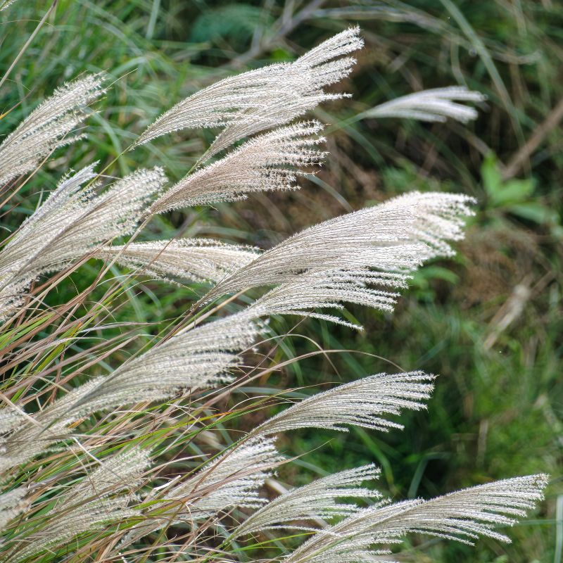 vergroening (2) Siergrassen